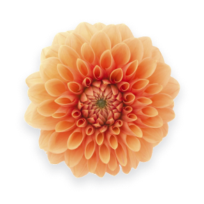 Dalia